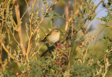 Sabah chiffchaff (Phylloscopus collybita) yumuşak sabah ışığında doğal ortamdaki çalı dallarına yakın çekim. Kışın tüylenen kuş
