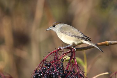 Avrasya kara başlığı (Sylvia atricapilla) erkek ve dişi, yumuşak sabah ışığında siyah elderberry çalılıklarında ve suya yakın çekimdir..