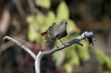 Bir dalda ve yerde, içme kabının yanında siyah bir kızıla çalan dişinin (Phoenicurus ochruros) çok yakın bir görüntüsü..