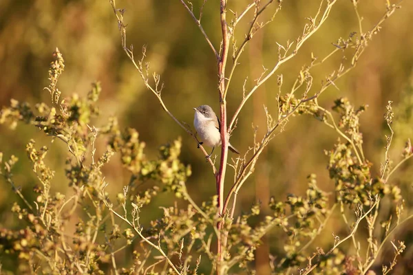 Kış Tüyleriyle Daha Beyaz Boğaz Curruca Curruca Yumuşak Kırmızı Sabah — Stok fotoğraf