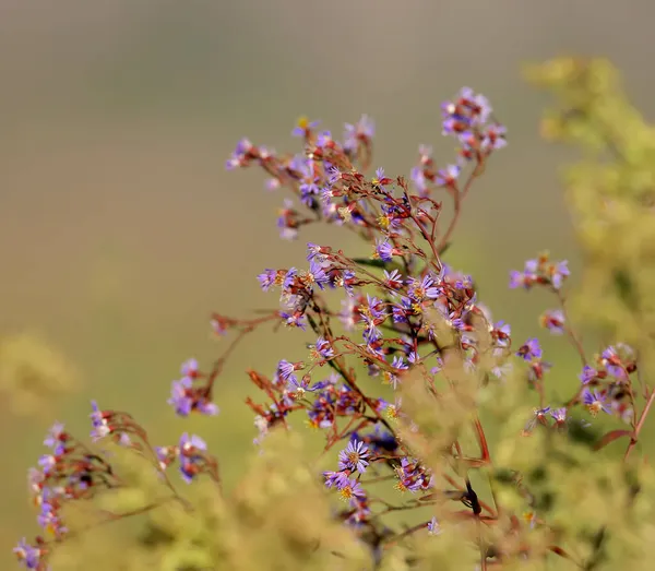 Blooming Limonium Bush Limonium Emarginatum Shot Close Rays Soft Morning — Stock Photo, Image