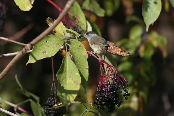 Eurasian Blackcap Sylvia Atricapilla Samec Samice Jsou Detailní Záběry Černé — Stock fotografie