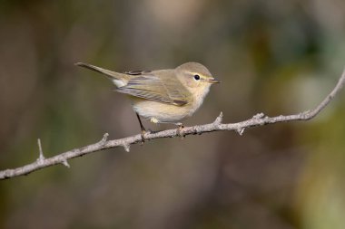 Bulanık bir arkaplanda sazlığın üzerinde oturan çok yakın plan Chiffchaff (Phylloscopus collybita) fotoğrafı