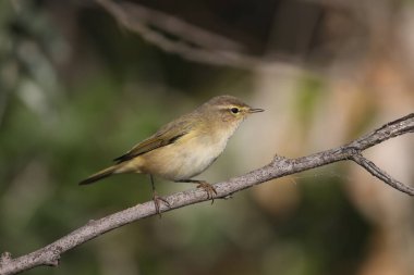Bulanık bir arkaplanda sazlığın üzerinde oturan çok yakın plan Chiffchaff (Phylloscopus collybita) fotoğrafı