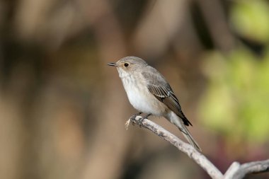 Benekli sinekkapan (Muscicapa striata) kış tüyleri içinde, yakın plan fotoğraf, bir mürver dalına oturur. Yumuşak sabah ışığı, güzel kesim arka plan