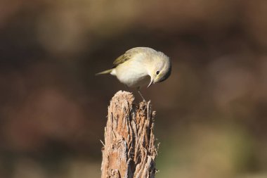 Sabah chiffchaff (Phylloscopus collybita) yumuşak sabah ışığında doğal ortamdaki çalı dallarına yakın çekim. Kışın tüylenen kuş