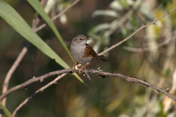 Yetişkin Bir Dunnock Prunella Modularis Kış Tüyleri Içinde Yumuşak Parlak — Stok fotoğraf