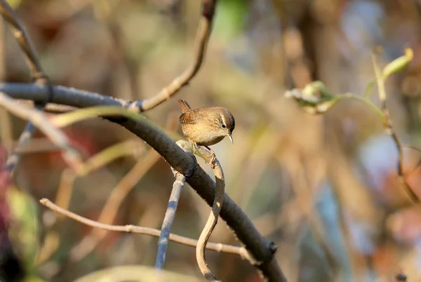 Wren Eurasiático Troglodytes Troglodytes Foto Cerca Luz Mañana Pájaro Dispararon — Foto de Stock