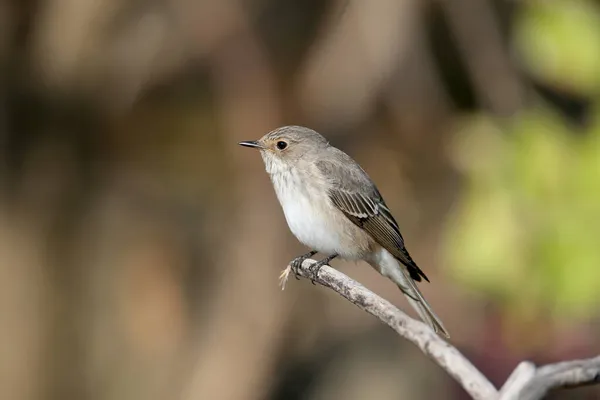 Pöttyös Légyfogó Muscicapa Striata Téli Tollazatban Közeli Fotón Egy Bodza — Stock Fotó