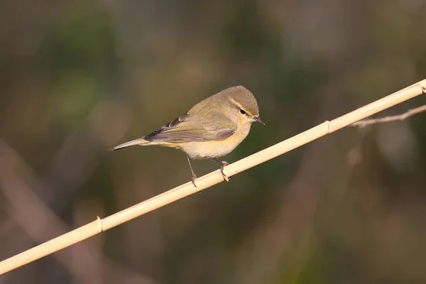 Photo Gros Plan Gale Commune Phylloscopus Collybita Assise Sur Roseau — Photo