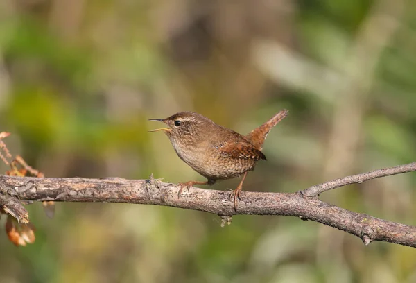 Primer Plano Wren Eurasiático Troglodytes Troglodytes Sentado Una Rama Suave — Foto de Stock