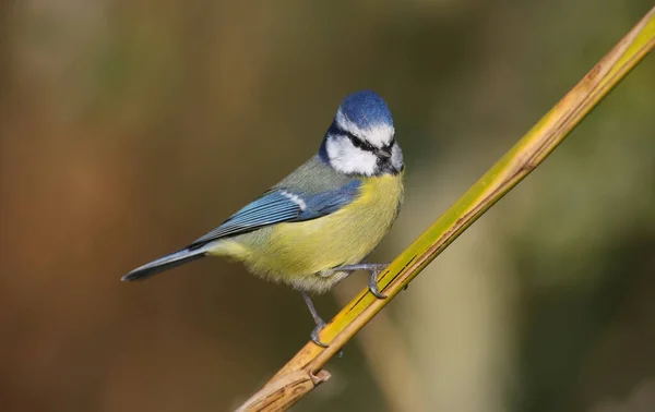 Close Shot Eurasian Blue Tit Cyanistes Caeruleus Sitting Reed Blurred — Zdjęcie stockowe