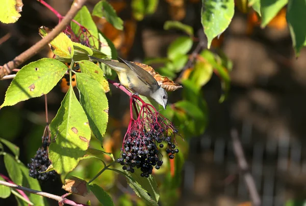 Eurasian Blackcap Sylvia Atricapilla Male Female Close Ups Black Elderberry — Stock Photo, Image