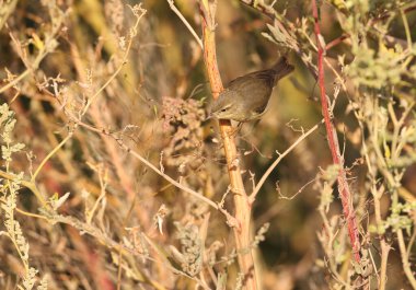 Sabah chiffchaff (Phylloscopus collybita) yumuşak sabah ışığında doğal ortamdaki çalı dallarına yakın çekim. Kışın tüylenen kuş