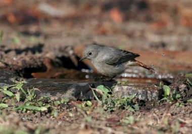 Bir dalda ve yerde, içme kabının yanında siyah bir kızıla çalan dişinin (Phoenicurus ochruros) çok yakın bir görüntüsü..