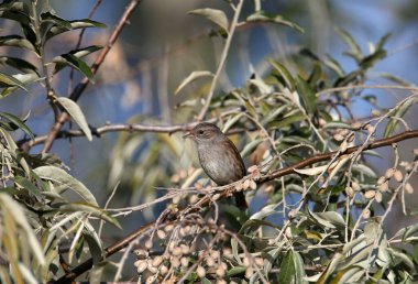 Yetişkin bir Dunnock (Prunella modularis) kış tüyleri içinde yumuşak, parlak sabah ışığında ağaç dallarında oturur. Kimlikli yakın plan fotoğraf.