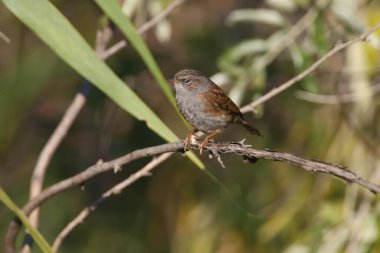 Yetişkin bir Dunnock (Prunella modularis) kış tüyleri içinde yumuşak, parlak sabah ışığında ağaç dallarında oturur. Kimlikli yakın plan fotoğraf.