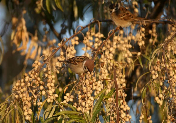 Plusieurs Moineaux Arboricoles Eurasiens Passer Montanus Mangent Des Baies Olive — Photo