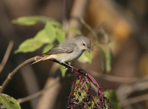 Běžná Ryšavá Samice Phoenicurus Phoenicurus Sedí Měkkém Ranním Světle Černém — Stock fotografie