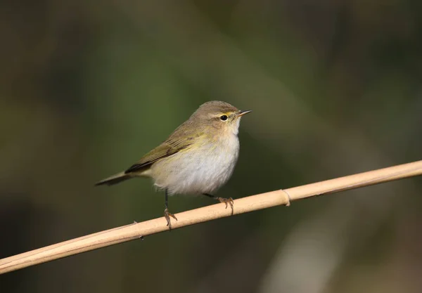 Very Close Photo Common Chiffchaff Phylloscopus Collybita Sitting Reed Blurred — Stock Photo, Image