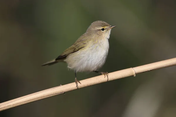 Muy Cerca Foto Paja Común Phylloscopus Collybita Sentado Una Caña — Foto de Stock