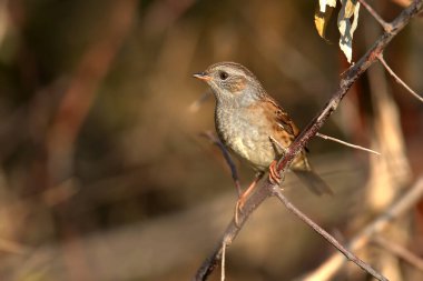 Bir Dunnock 'un (Prunella modularis) kış tüyleriyle yakın çekimi, yoğun çalılığın doğal habitatında ve güzel bulanık bir arka planda çekilmiştir. Fotoğrafın farklı açıları kuşun ayırt edici özelliklerini vurgular.
