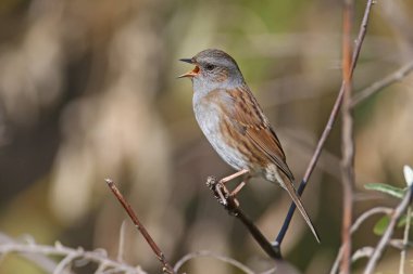 Bir Dunnock 'un (Prunella modularis) kış tüyleriyle yakın çekimi, yoğun çalılığın doğal habitatında ve güzel bulanık bir arka planda çekilmiştir. Fotoğrafın farklı açıları kuşun ayırt edici özelliklerini vurgular.