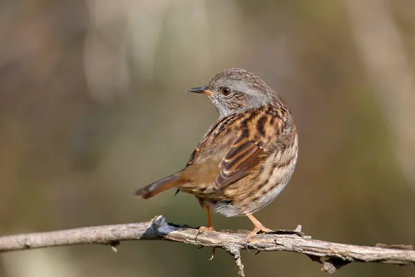 Großaufnahme Eines Dunnock Prunella Modularis Wintergefieder Aufgenommen Seinem Natürlichen Habitat — Stockfoto