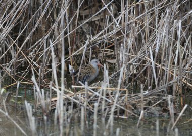 Su rayı (Rallus aquaticus) yakınındaki doğal habitatta çekilmiş yakın çekim fotoğrafı.