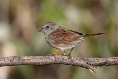 Bir Dunnock (Prunella modularis) yakın çekim kış tüyleri, yoğun çalı doğal habitatında fotoğraflanmıştır ve güzel bulanık bir arka plan karşı.