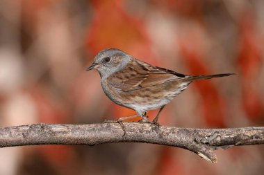 Bir Dunnock (Prunella modularis) yakın çekim kış tüyleri, yoğun çalı doğal habitatında fotoğraflanmıştır ve güzel bulanık bir arka plan karşı.