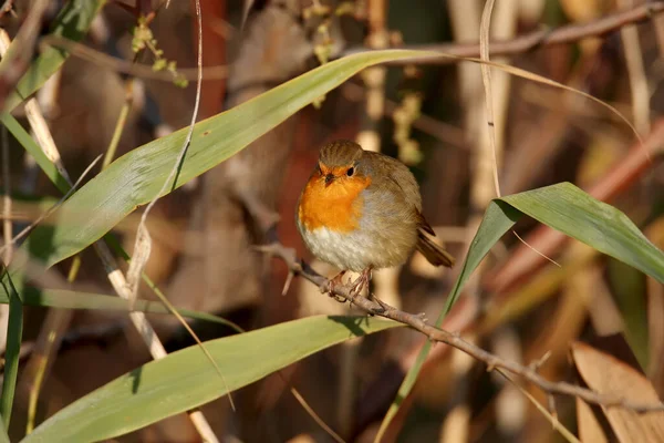 Ritratti Ravvicinati Del Pettirosso Europeo Erithacus Rubecula Piumaggio Dettagli Abitudine — Foto Stock