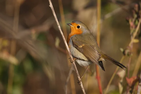 Retratos Muito Próximos Robin Europeu Erithacus Rubecula Detalhes Plumagem Hábito — Fotografia de Stock