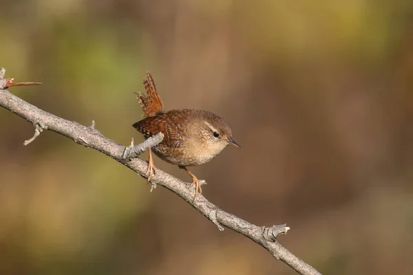 Photo Gros Plan Troglodytes Troglodytes Troglodytes Troglodytes Eurasien Assis Sur — Photo