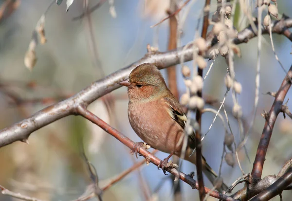 Mannelijke Vrouwelijke Kastanjebruine Fringilla Coelebs Close Schot Voeden Zich Met — Stockfoto