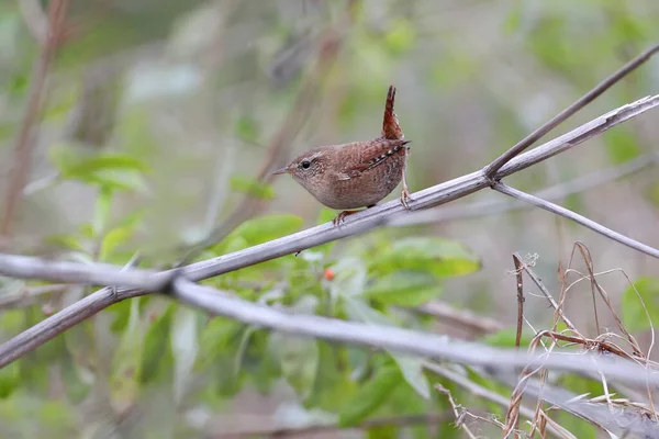Male Wren Photographed Diagonal Branch Bush Blurred Background Soft Diffused — Stock Photo, Image