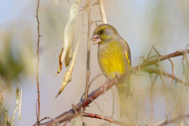 Olgun Rus zeytin meyveleri yiyen (Elaeagnus angustifolia) bir erkek ispinozun (Chloris chloris) yakın plan fotoğrafı). 