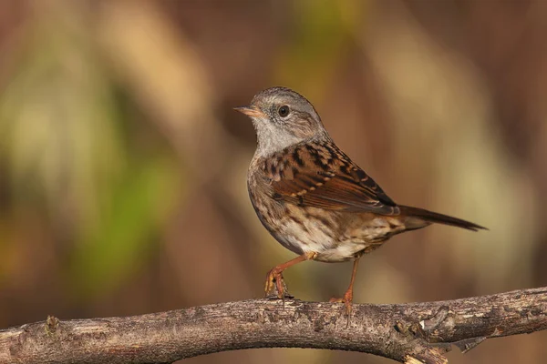 Photo Gros Plan Dunnock Prunella Modularis Dans Habitat Naturel Oiseau — Photo