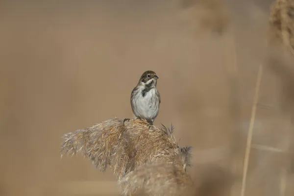 Самки Обыкновенной Камышовки Emberiza Schoeniclus Фотографируются Крупным Планом Естественной Среде — стоковое фото