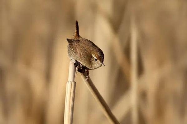 Eurasian Wren Troglodytes Troglodytes Senta Galho Cana Luz Manhã Contra — Fotografia de Stock