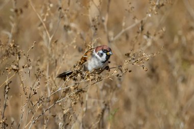 Avrasya ağaç serçesi (Passer montanus) yoğun bir kinoa çalısı üzerinde oturur ve beslenir. Fotoğrafı alışılmadık bir açıdan çek.