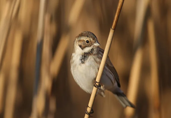 Hondjur Vanlig Vassbunting Emberiza Schoeniclus Fotograferas Närbild Sin Naturliga Miljö — Stockfoto