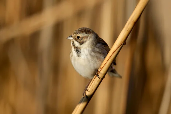 Hondjur Vanlig Vassbunting Emberiza Schoeniclus Fotograferas Närbild Sin Naturliga Miljö — Stockfoto