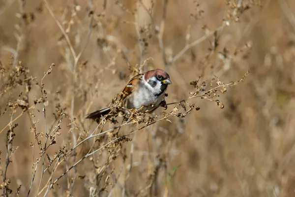 Eurasian Tree Sparrow Passer Montanus Sits Dense Quinoa Bush Feeds — Stock Photo, Image