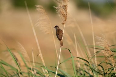 Erkek sazlık bülbülü (Acrocephalus arundinaceus), yumuşak sabah ışığında lekking sırasında kamışa yakın çekim yapar.