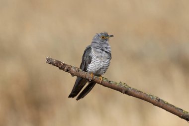 Sıradan bir erkek guguk kuşu eğimli bir dalda oturur ve güzel bulanık bir bej arka plana karşı lekeleme yapar. Ayrıntılı fotoğrafları kapat