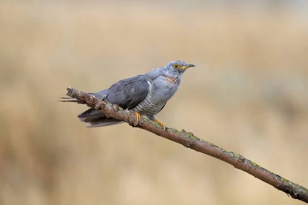 Male Common Cuckoo Sits Slanted Branch Lekking Beautiful Blurred Beige — Stockfoto