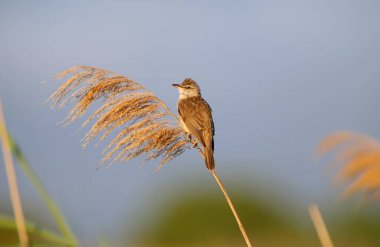 Erkek sazlık bülbülü (Acrocephalus arundinaceus), yumuşak sabah ışığında lekking sırasında kamışa yakın çekim yapar.