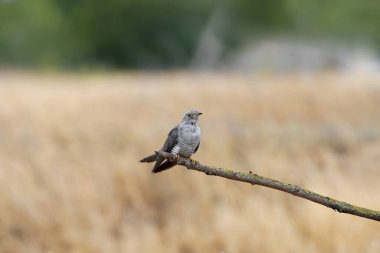 Sıradan bir erkek guguk kuşu eğimli bir dalda oturur ve güzel bulanık bir bej arka plana karşı lekeleme yapar. Ayrıntılı fotoğrafları kapat