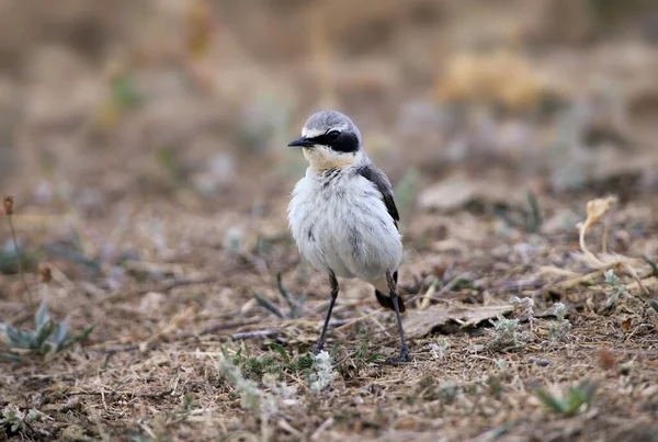 Male Northern Wheatear Oenanthe Oenanthe Photographed Ground Slanting Branches Close — 스톡 사진